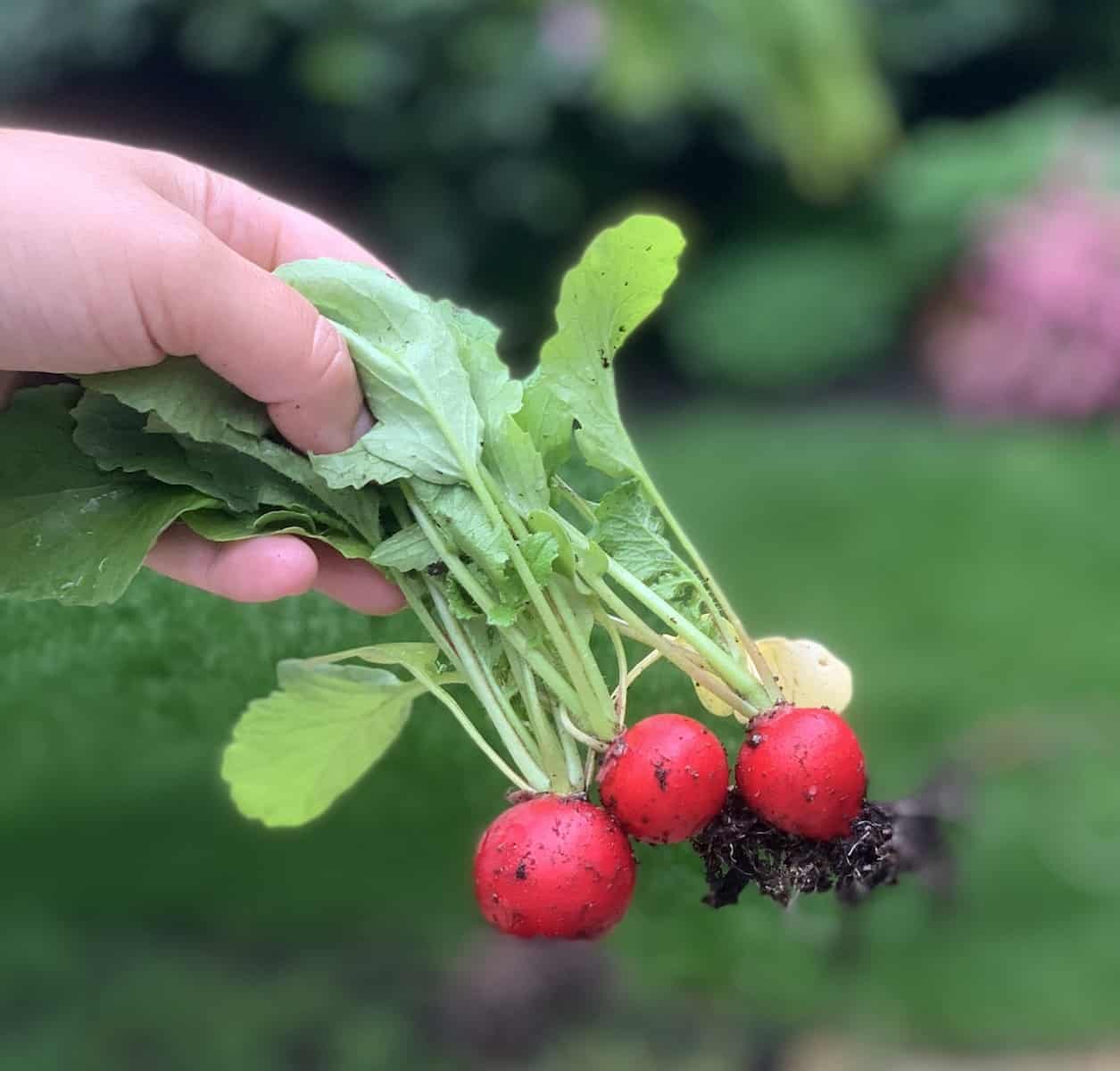 Growing and harvesting Radishes from seed – first harvest